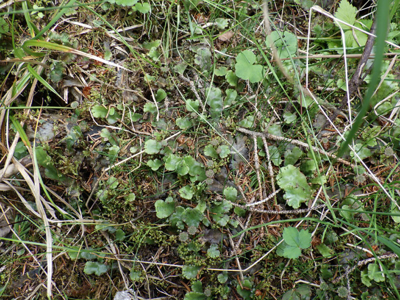 Marchantia polymorpha subsp. montivagans